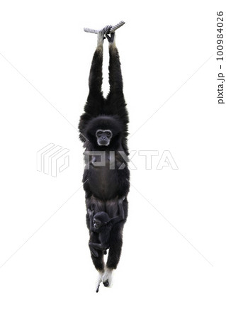 Common gibbon, White-handed isolated on White Background. gibbon had a child perched on the chest, clipping path. 100984026