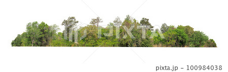 Group of tree isolated on white,tropical trees isolated used for design, advertising and architecture 100984038