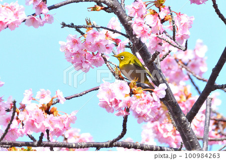 メジロと河津桜 メジロと河津桜 100984263