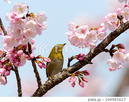 河津桜に止まるメジロ 河津桜に止まるメジロ 100985627