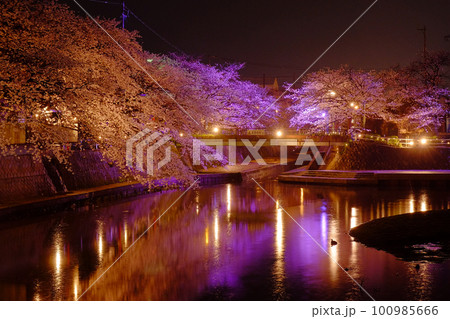 ライトアップされた橋と満開の桜 100985666