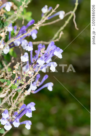 花 フラワー お花 100986006