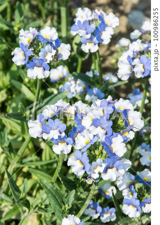 花 フラワー お花 100986255