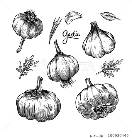 Garlic set in Vintage style. Engraved Vegetable. Hand drawn food. Vector illustration for farm Garlic set in Vintage style. Engraved Vegetable. Hand drawn food. Vector illustration for farm 100986446