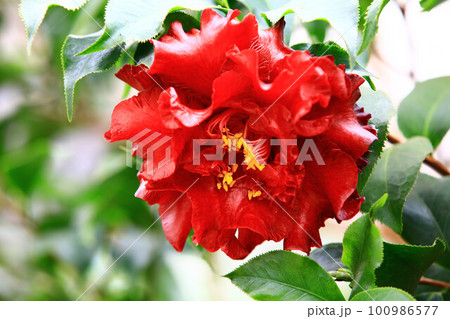 つばき カメリア ツバキ属 100986577