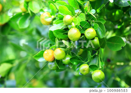 金橘 きんかん キンカン属 100986583