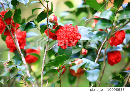 つばき カメリア ツバキ属 100986584