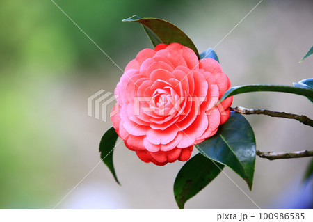 つばき カメリア ツバキ属 100986585
