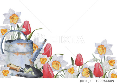 Pattern of spring flowers. Daffodils, narcissus, tulips, garden watering can and scoop. Watercolor illustration on a white background for printing on postcards, invitations, fabrics, packaging Pattern of spring flowers. Daffodils, narcissus, tulips, garden watering can and scoop. Watercolor illustration on a white background for printing on postcards, invitations, fabrics, packaging 100986809