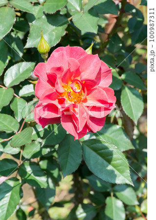 花 フラワー お花 100987311