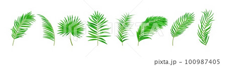 Jungle exotic leaf. tropical leaves 100987405