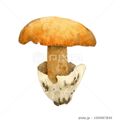 Hand drawn watercolor illustration of Caesar's mushroom amanita caesarea. Forest wood fungi fungus boletus, woodland autumn fall nature element, poisonous agarics, edible mushroom in beige brown 100987840