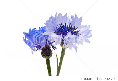 flower cornflower isolated flower cornflower isolated 100988427