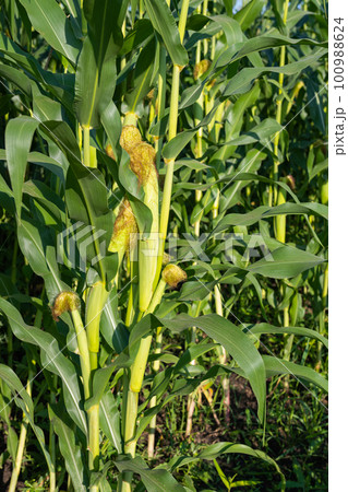 field with green corn on a sunny day field with green corn on a sunny day 100988624