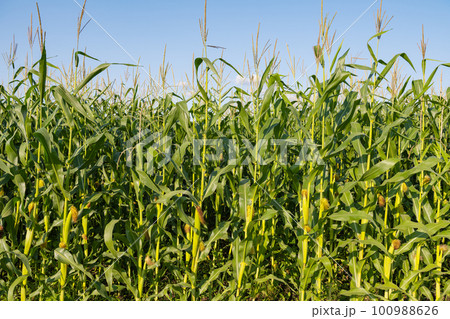 field with green corn on a sunny day field with green corn on a sunny day 100988626