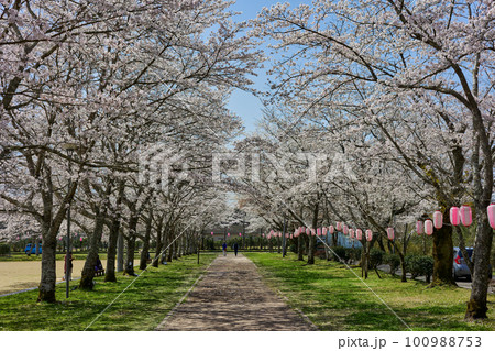 「日本さくら名所100選」　忠元公園（鹿児島県伊佐市） 100988753