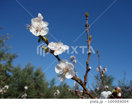 セイヨウアンズの花 セイヨウアンズの花 100989004