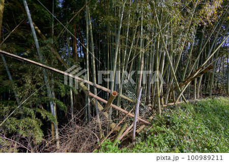 放置竹林イメージ 100989211