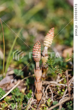 春を告げる土筆 100989478