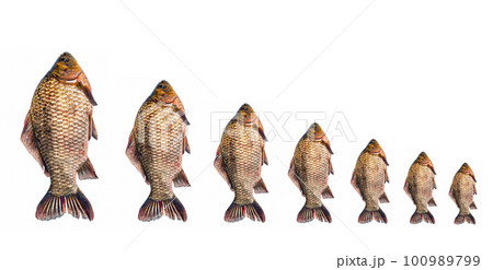 Freshwater fish crucian carp on a white background. 100989799