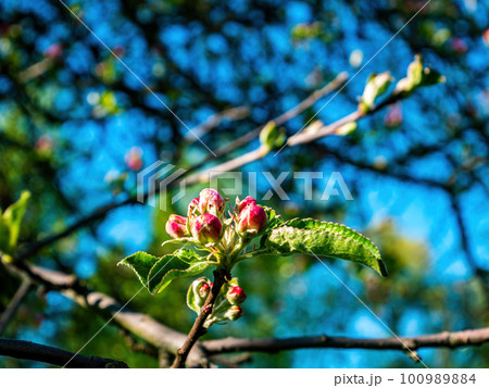 Pink buds of blossoming pear tree flowers. 100989884