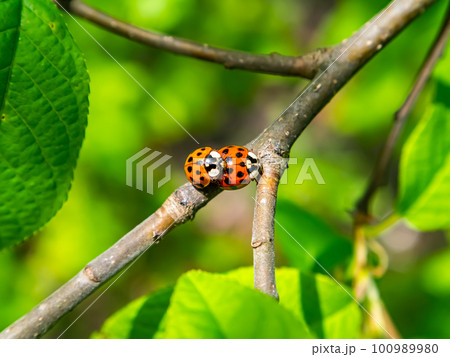 Spring mating season of ladybug insect beetle. 100989980