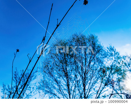 White spider web of insect with water drops. 100990004
