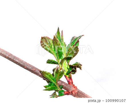 Opening green leaves of a tree on a white background. Opening green leaves of a tree on a white background. 100990107