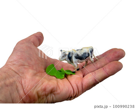 Animal white cow with black spots eats green grass from a human hand. Animal white cow with black spots eats green grass from a human hand. 100990238