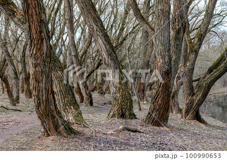 Weeping willow with yellow branches in early spring on the riverbank. The thick trunks are overgrown with moss. Early spring. Weeping willow with yellow branches in early spring on the riverbank. The thick trunks are overgrown with moss. Early spring. 100990653