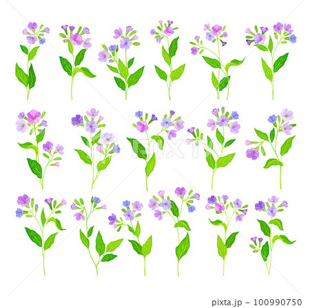 Lungwort or Pulmonaria Flowering Plant with Violet Inflorescences Big Vector Set 100990750