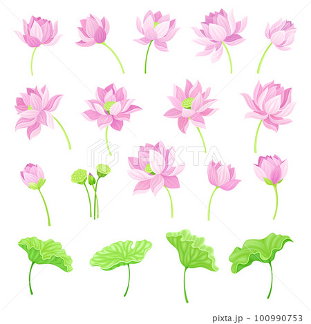 Lotus Pink Flowers and Green Stem with Pad Leaf Vector Set Lotus Pink Flowers and Green Stem with Pad Leaf Vector Set 100990753