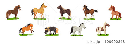 Horse with Crest and Tail on Green Field Vector Set 100990848