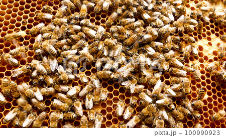 Many bees crawl over honeycombs on a wax frame with cells in the hive. Honey production Many bees crawl over honeycombs on a wax frame with cells in the hive. Honey production 100990923