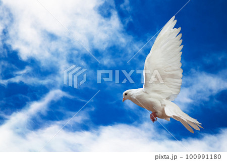 Dove in the air with wings wide open in-front of the sky Dove in the air with wings wide open in-front of the sky 100991180