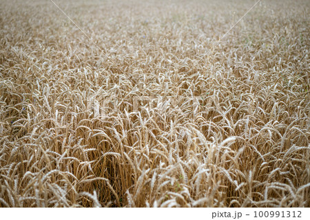 yellow wheat field beautiful spikelets yellow wheat field beautiful spikelets 100991312