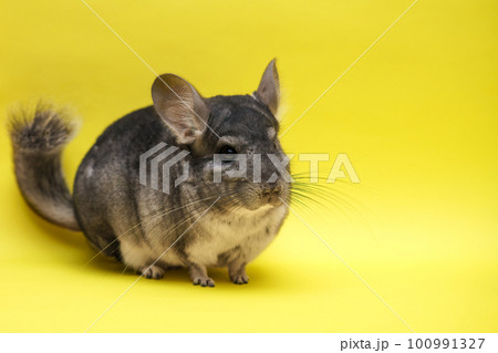 cute chinchilla on yellow background 100991327