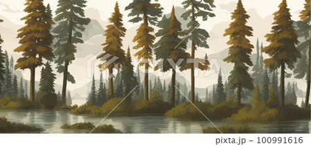 A beautiful mysterious pine forest with large trees and excellent vegetation A beautiful mysterious pine forest with large trees and excellent vegetation 100991616