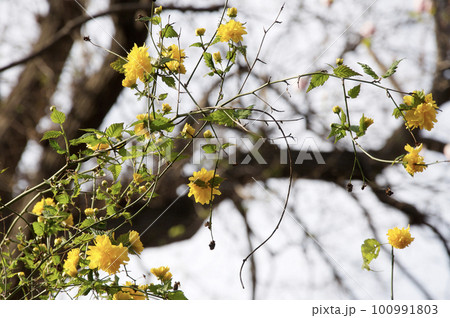 まだ肌寒い春の庭園に咲いていた黄色(山吹色)の花をつけたヤエヤマブキ。庭にもよく植えられる低木である まだ肌寒い春の庭園に咲いていた黄色(山吹色)の花をつけたヤエヤマブキ。庭にもよく植えられる低木である 100991803
