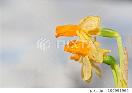 Wilted yellow narcissus flowers against light background 100991966