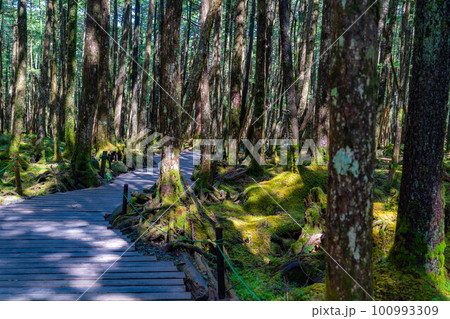 【初夏素材】白駒の池にある木道【長野県】 【初夏素材】白駒の池にある木道【長野県】 100993309