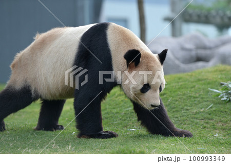 お散歩中の永明 100993349