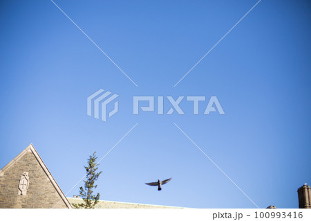 教会と青空と飛ぶ鳥 教会と青空と飛ぶ鳥 100993416
