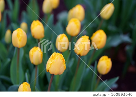 カラフルなチューリップの花 100993640