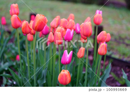 カラフルなチューリップの花 カラフルなチューリップの花 100993669