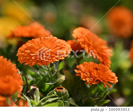 キンセンカ (カレンデュラ：Calendula officinalis) 100993953