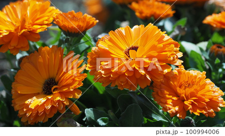 キンセンカ (カレンデュラ:Calendula officinalis) キンセンカ (カレンデュラ:Calendula officinalis) 100994006