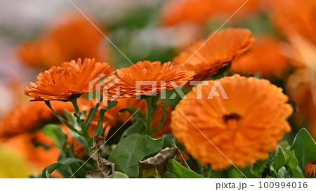 キンセンカ (カレンデュラ:Calendula officinalis) キンセンカ (カレンデュラ:Calendula officinalis) 100994016