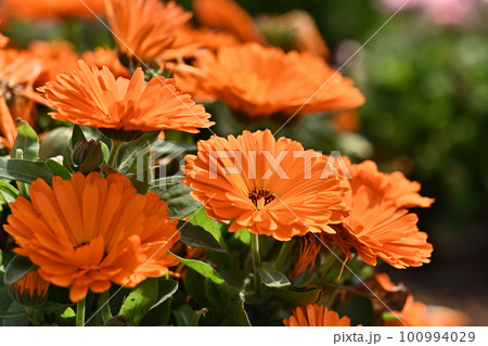 キンセンカ (カレンデュラ:Calendula officinalis) キンセンカ (カレンデュラ:Calendula officinalis) 100994029