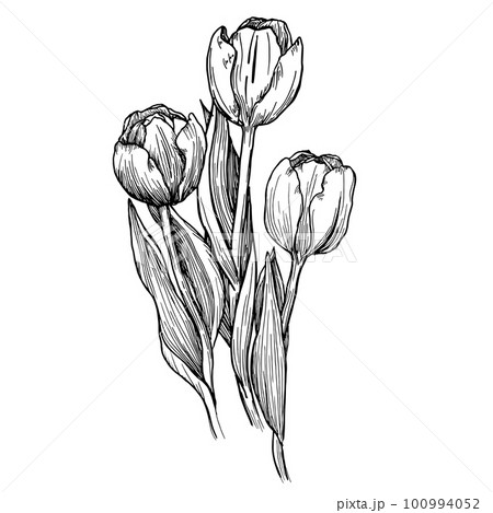 Hand Drawn Bright Tulip Flowers One Line Graphic by subujayd · Creative  Fabrica